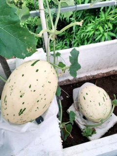 Dưa Lê ánh sao F1 5 hạt