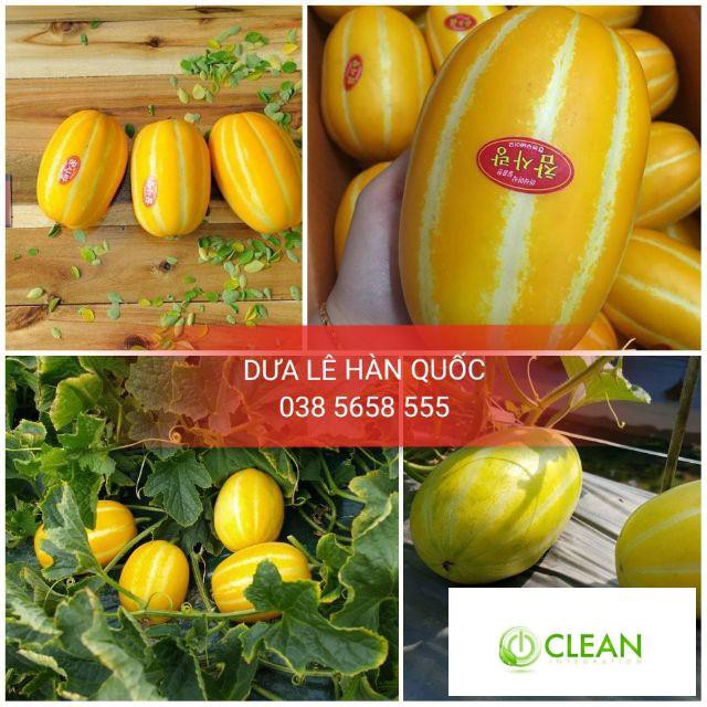 Hạt giống cây Dưa lê vàng Hàn Quốc (10 hạt)