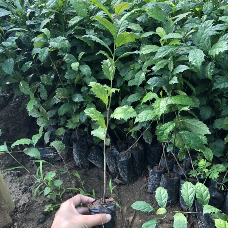 Combo 5 cây xạ đen giống chính hiệu Hoà Bình