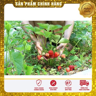 Bộ gói hạt giống Dâu tây đỏ