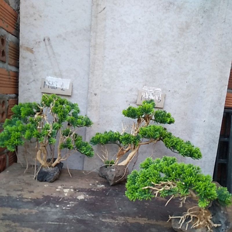 bonsai bể cá cảnh