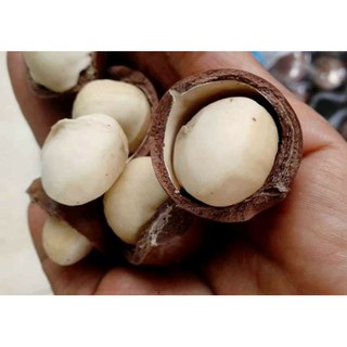 AVMM | Hạt mắc ca macca
