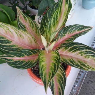 🌸 ☘   Cây Hồng Ngân 🌸 ☘