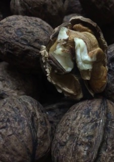 ÓC CHÓ VIỆT ĐIỆN BIÊN