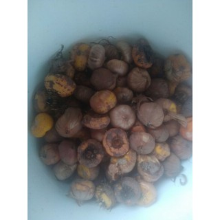 củ lay ơn giống