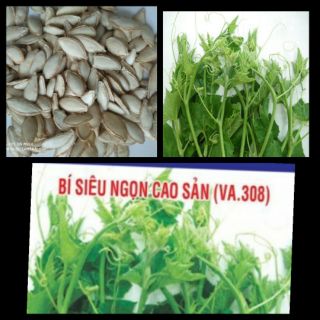 Hạt giống bí siêu ngọn 20 hạt