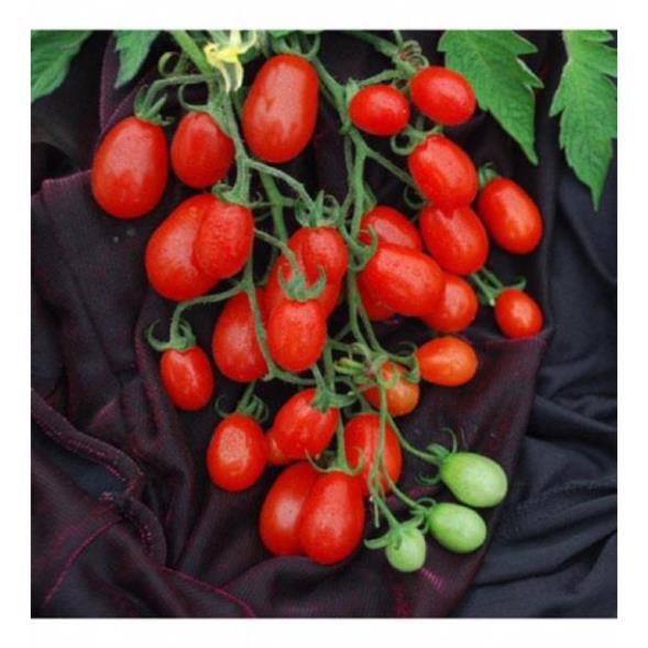 ( SIÊU RẺ ) Hạt giống cà chua bi chùm ( cà chua bi chuỗi ngọc) gói 30 hạt