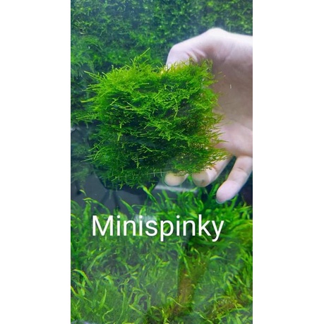 Rêu thủy sinh - Mini Spinky lá nước và Cầu rêu 9x9- Trang Trí Hồ Cá Thuỷ Sinh - Rêu Thuỷ Sinh Dễ Trồng