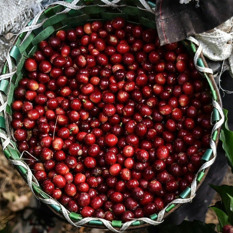 Cà phê Arabica Cầu Đất [500g/ 1 túi] - 100% Cà phê mộc rang xay nguyên chất - TBCAFE