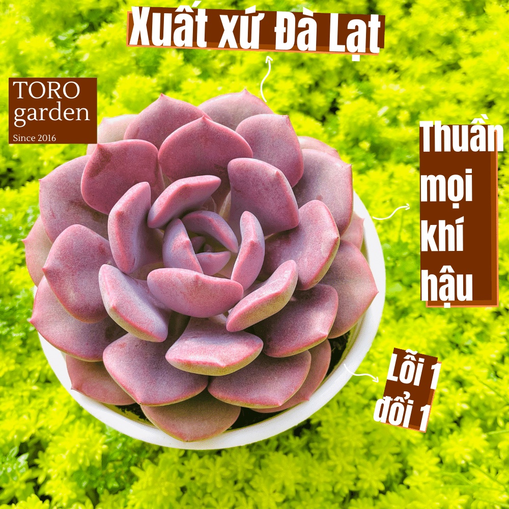 Sen đá hồng hoa Đà Lạt size trung bình cây cảnh trang trí nhà cửa Toro garden