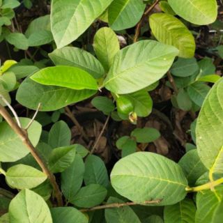 Cây giống ổi  lê đang trái