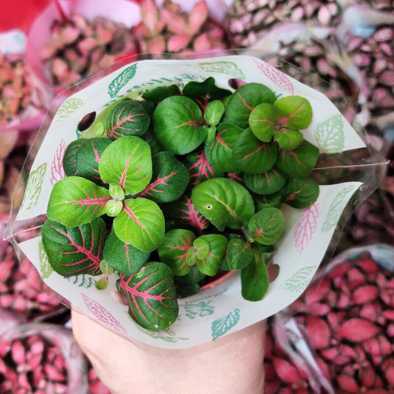 Cây cẩm nhung cỏ may mắn màu xanh màu xanh lá cây