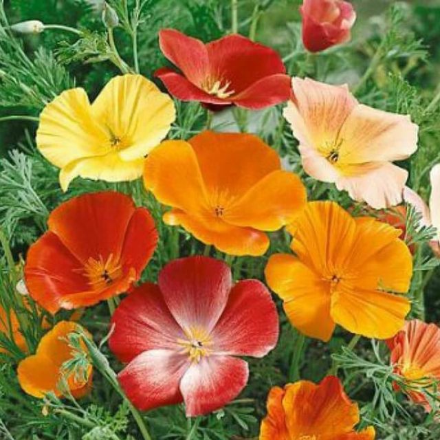 ✨Giống Tốt✨ HẠT GIỐNG Hoa Poppy Nhiều Mầu - Hoa Kim Anh Gói 100 Hạt