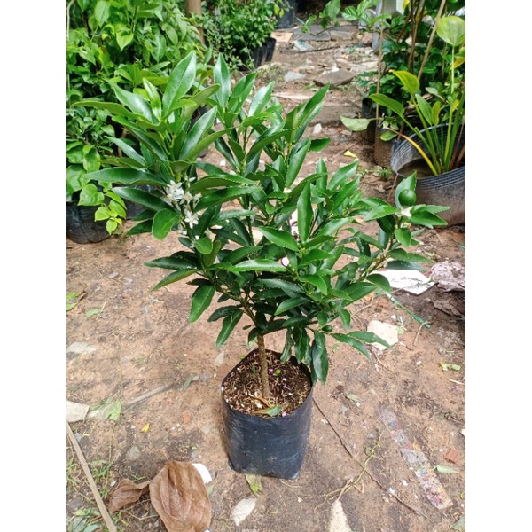 Cây tắc mỹ, cây tắc ngọt
