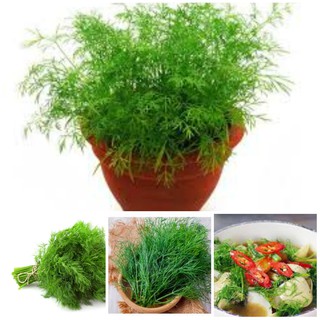HẠT GIỐNG THÌ LÀ TỨ QUÝ PD415