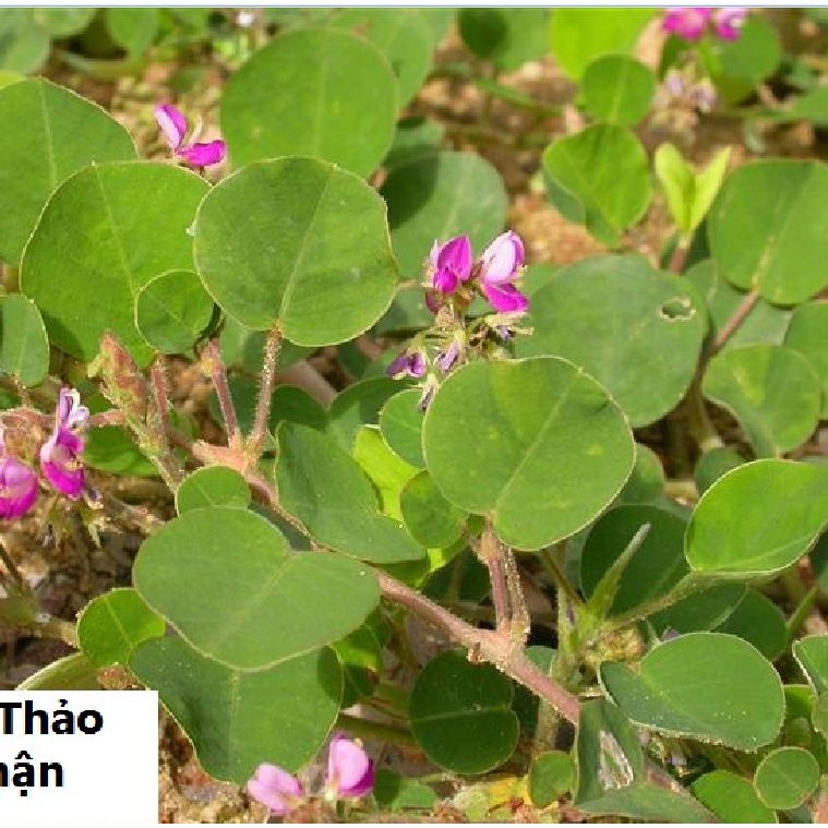 Hạt giống Kim tiền thảo  50 hạt/gói