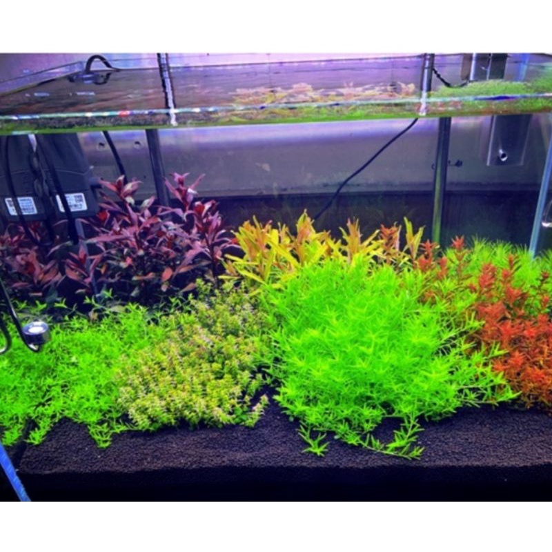 15 cây thủy sinh vảy ốc xanh - rotala green - dễ trồng không cần co2