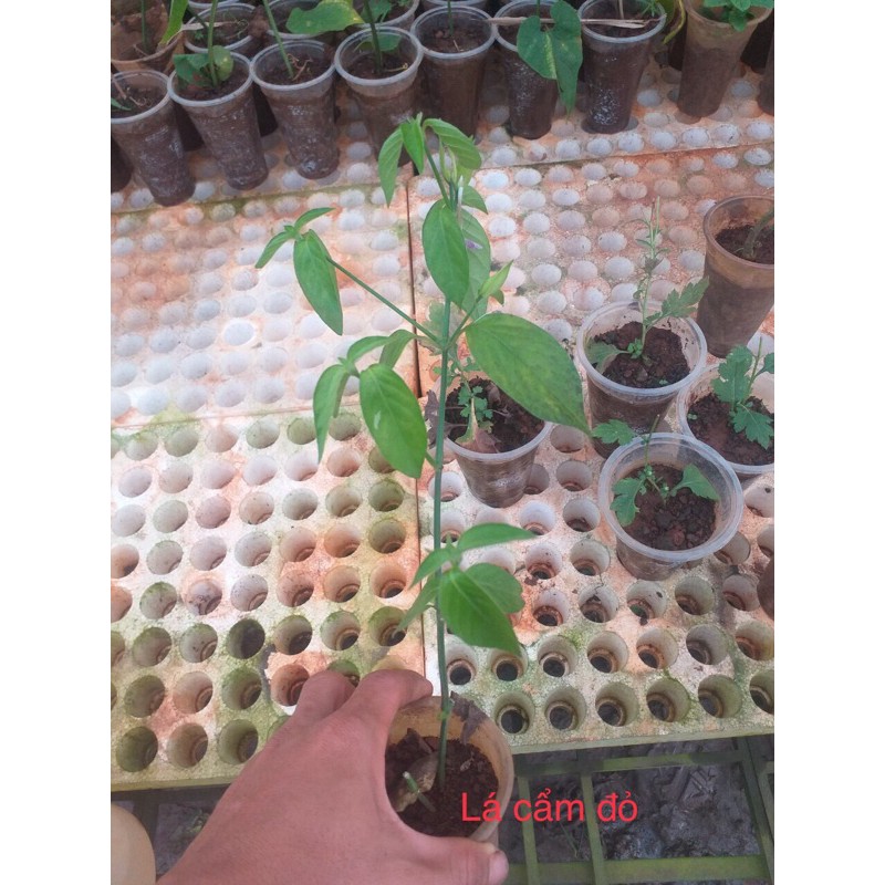 Cây lá cẩm đỏ và tím, lá dứa  tạo màu nấu xôi, chè, làm bánh
