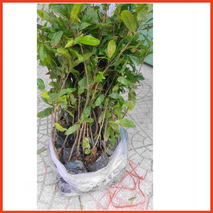 com bo 10 cây mai vàng quấn rễ cao 30-50cm