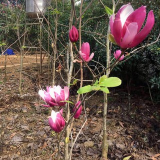 5 Hạt giống hoa mộc lan Mix