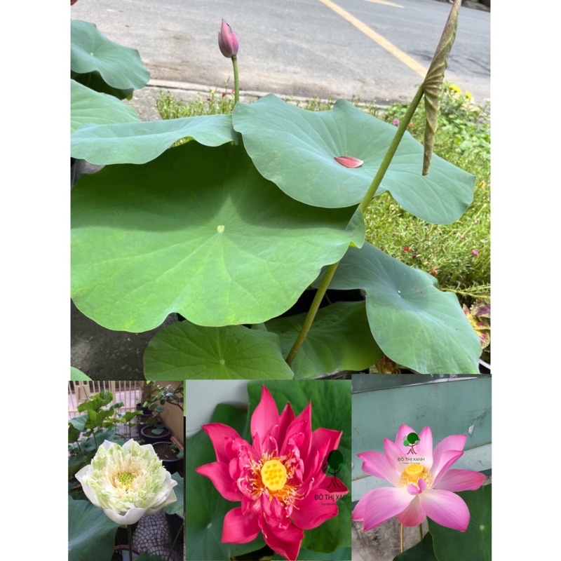 {Cây thật như hình} SEN trồng chậu sẵn, sen Thái, sen Nhật chậu to như hình, Chậu sen giống