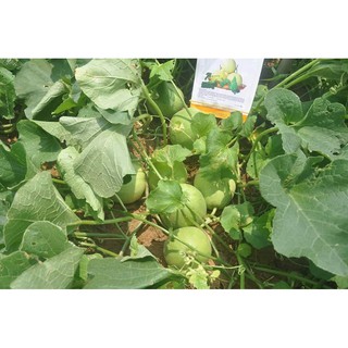 Hạt giống dưa lê M181