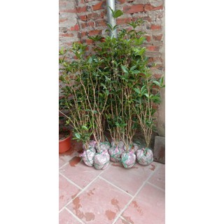 mộc hương ta cây cao hơn 1m