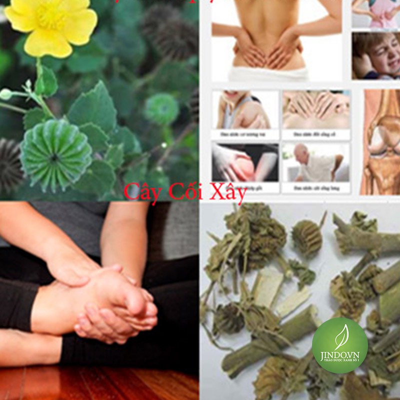 1kg Cây cối xay - Điều trị bệnh xương khớp, bệnh trĩ, bí tiểu, tiểu buốt cực hiệu quả OLF234 caycoixay