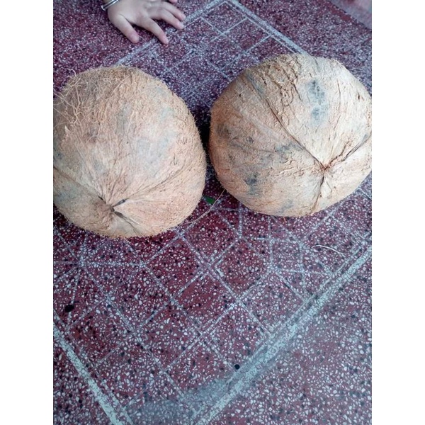 Dừa già khô trái to,vỏ mỏng ,cơm dày