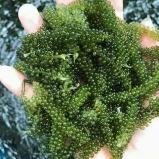 Rong nho muối tách nước li tâm Phan Rang