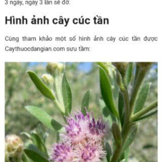 Gốc Cây cúc tần