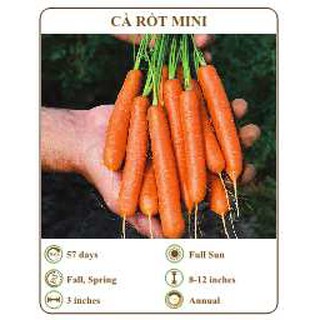 Hạt giống cà rốt mini - THE XANH
