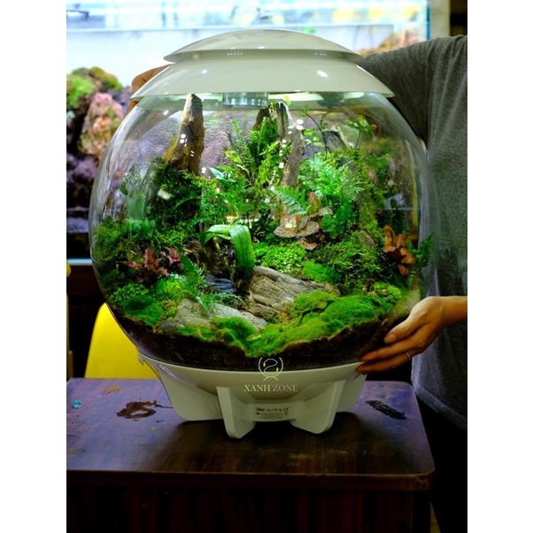 Rêu cỏ, rêu siêu bền thích hợp trồng bình terrarium, bán cạn, non bộ, tiểu cảnh, paludarium