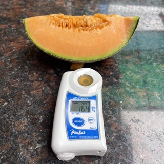 Hạt giống ruột vàng cam dưa lưới Queen