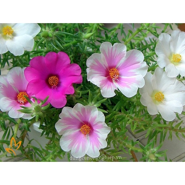 ( SIÊU RẺ ) Hạt giống hoa mười giờ cánh đơn nhiều màu 100 hạt