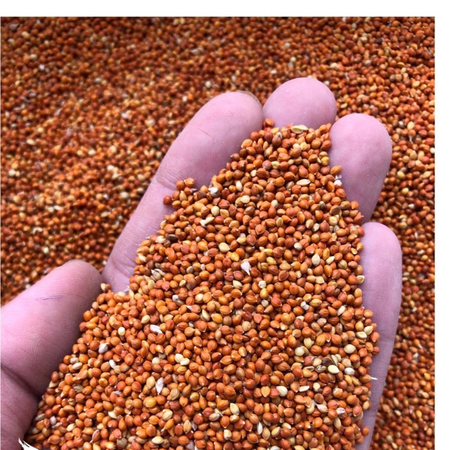 Kê Đỏ Hạt Nhỏ Túi 500gr