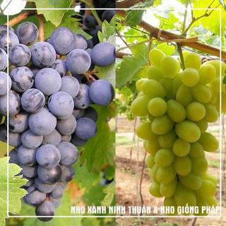 Combo 2 cây nho xanh Ninh Thuận & nho giống Pháp giá tốt, hướng dẫn trồng ra trái 100%