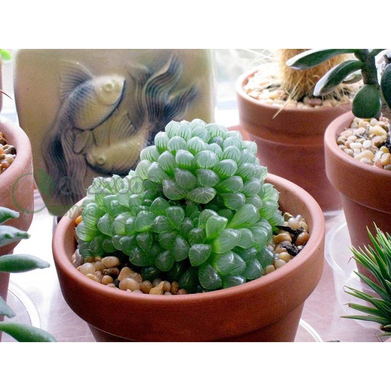 Hạt giống Hoa Sen đá 20 Hạt