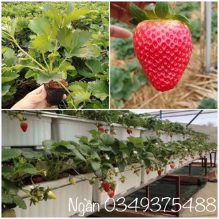 5 Cây Dâu Tây Giống Nhật Hana (kèm chậu)