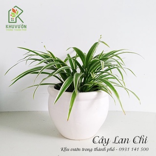 Chậu cỏ lan chi để bàn lọc không khí
