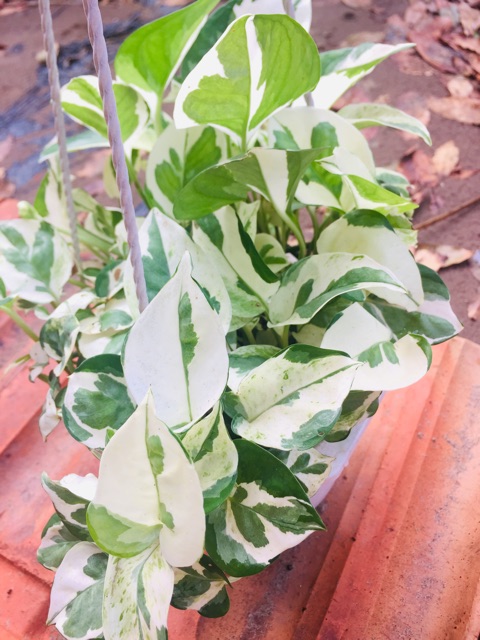 Trầu cẩm thạch