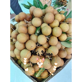 Nhãn xuồng