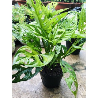 Trầu bà lá lỗ ( trồng thuỷ Sinh)