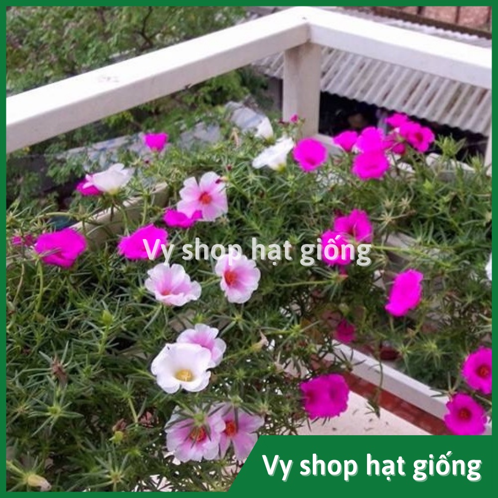 Hạt giống hoa mười giờ mỹ đơn gói 1000 hạt mix màu