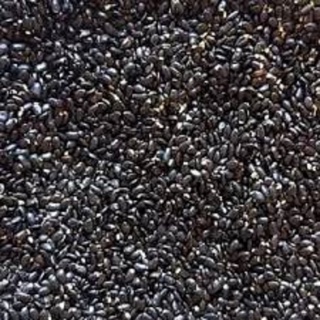 Hạt giống keo tai tượng úc .