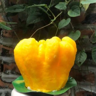 SỈ SLL! NẾN PHẬT THỦ