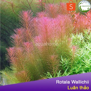 Cây thủy sinh luân thảo