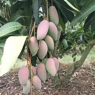 cây xoài tím thái lan