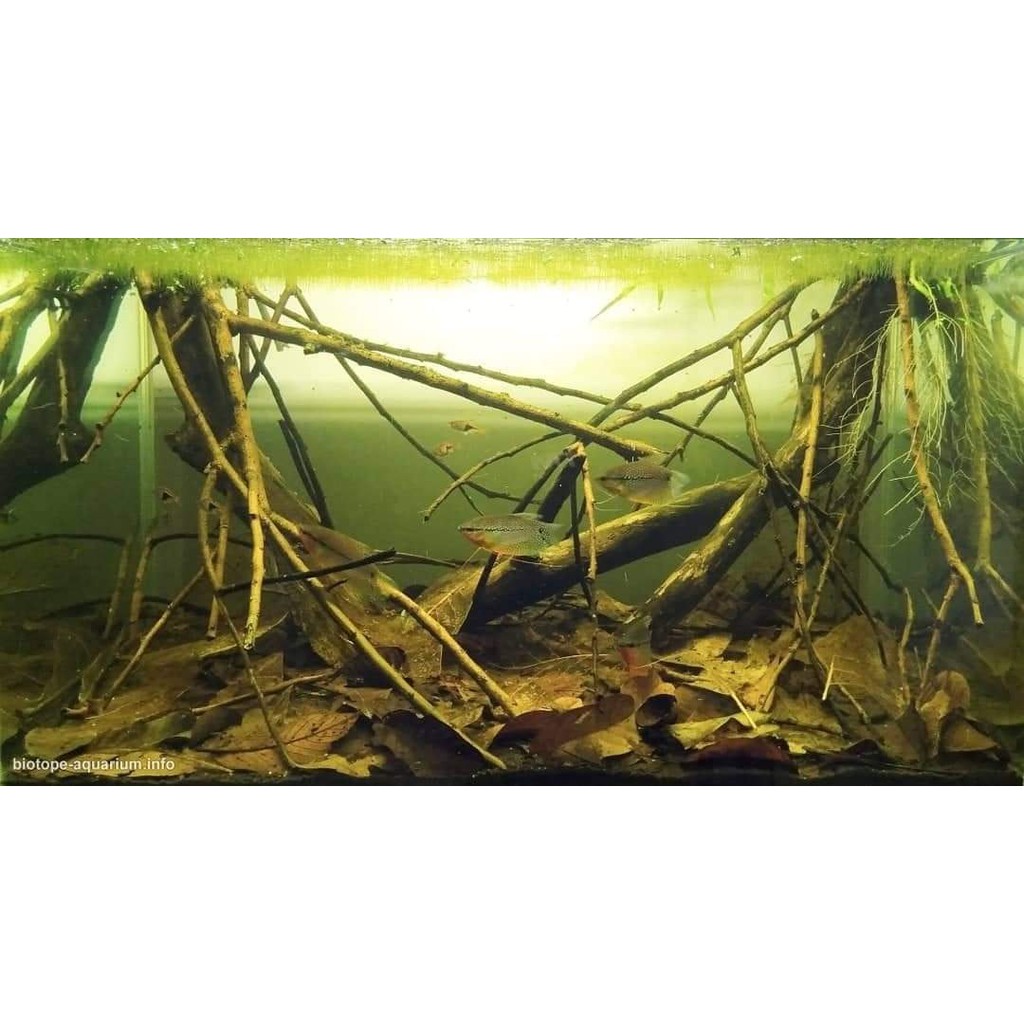 Bộ nhánh cây, lá ổi và bèo tấm set hồ biotope thủy sinh