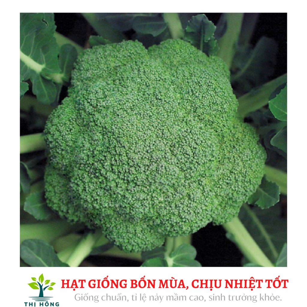 Hạt giống súp lơ xanh 0.1g (chịu nhiệt, bông to, kháng sâu bệnh tốt)